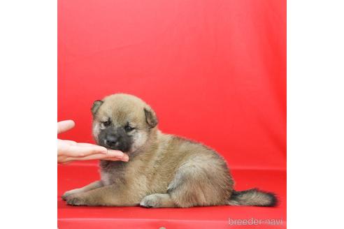 成約済の愛知県の柴犬-211860の3枚目